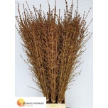 Forsythia Forsüütia 150cm