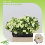 Anemone Ülane fullstar pure white 40cm