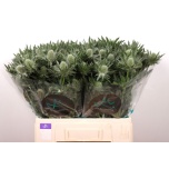 Eryngium Ogaputk Gemini Questar 60cm