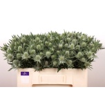 Eryngium Ogaputk Gemini Questar 50cm