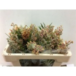 Grevillea misty pink 50cm