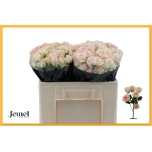 Kobarroos 50cm Happy Wedding