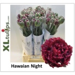 Tulp fre Hawaian Night