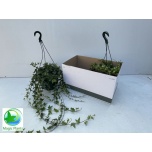 Hedera helix Luuderohi Shamrock 25cm