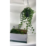Hedera helix Luuderohi Wilco 19cm