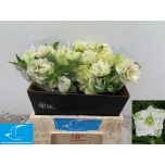 Helleborus Lumeroos queens double white 40cm