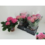 Hydrangea Hortensia macr hi meadow 14cm