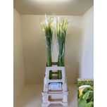 Zantedeschia Kalla 90cm Innocence