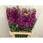 Matthiola Levkoi Iron Pink 70cm