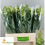 Fritellaria Ivory Bells 65cm