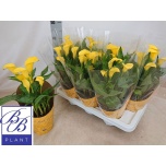 Zanthedeschia Kalla kollane 14cm
