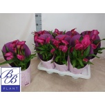 Zanthedeschia Kalla roosa 14cm