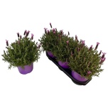 Lavandula Lavendel stoechas 19cm