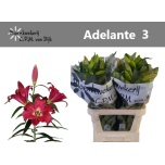 Lilium Liilia LF Adelante 90cm