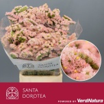 Limonium Parkjuur S Lucia Apricot 70cm