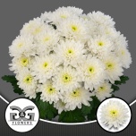 Chrysanthemum Krüsanteem SP Lumen*5