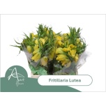 Fritillaria Lutea 45cm