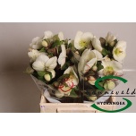 Helleborus Nora White 40cm