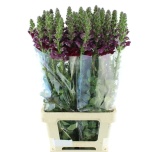 Antirrhinum Lõvilõug Mary Red 80cm