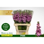 Matthiola Levkoi milla pink 70cm