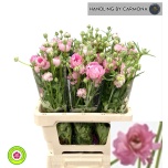 Ranunculus Tulikas moderna dolce 60cm