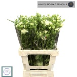 Ranunculus Tulikas Moderna Galaxy 65cm