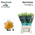 Narcissus Nartsiss ov