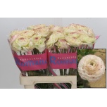 Ranunculus Tulikas romance orleans 60cm