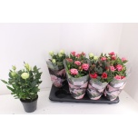 Rosa Potiroos Pathit 13cm