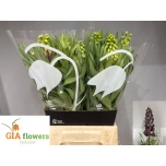 Fritillaria persica 50cm