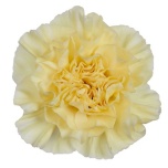 Dianthus Nelk ST Polimia*20