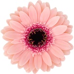 Gerbera MINI Prada*20