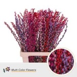 Salix Paju Pussy Willow paint mix 70cm