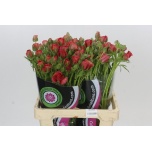Ranunculus Tulikas moderna allegria 60cm