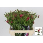 Ranunculus Tulikas moderna energia 60cm