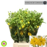 Ranunculus Tulikas Modern Proxima 50cm