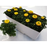 Ranunculus Tulikas asia sprinkles yellow 10,5cm