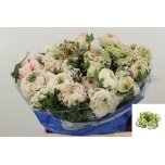 Ranunculus Tulikas pon pon 965