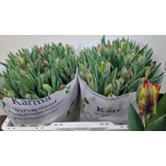 Tulp pa Rasta Parrot