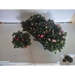 Rhododendron Asalea simsii mix 13cm