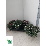 Rhododendron Asalea simsii hellmut vogel mix 3 col 14cm