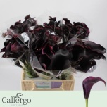 Zantedeschia Kalla Rudolph 40cm