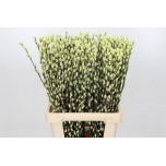 Salix Paju Pussy Willow paint natural green 80cm