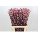 Salix Paju Pussy Willow paint Pink 70cm