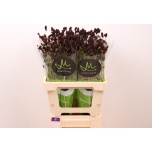 Sanguisorba black dream select 60cm