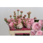 Ranunculus Tulikas romance seine 50cm