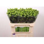 Hypericum Naistepuna sisu charm 70cm