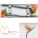 Strelitzia Paradiisilinnulill 55cm