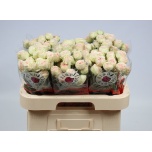 Kobarroos 60cm Sweet Gelato