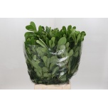 Pittosporum Tobira 50cm pk